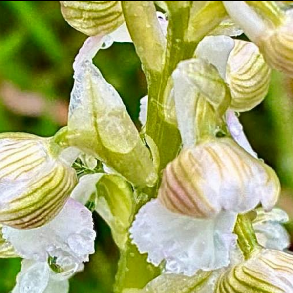 Anacamptis morio hypochrome